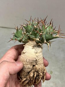 6991 「多肉植物」ユーフォルビア トルチラマ 抜き苗【3/9最新到着・塊根植物・Euphorbia tortirama】