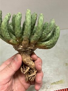 6966 「多肉植物」ユーフォルビア エスクレンタ 抜き苗【3/9最新到着・塊根植物・Euphorbia esculenta ・閻魔キリン】