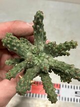 7046 「多肉植物」ユーフォルビア フスカ 抜き苗【3/9最新到着・塊根植物・Euphorbia fusca・蛮蛇頭】_画像10