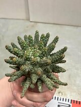 7054 「多肉植物」ユーフォルビア フスカ 抜き苗【3/9最新到着・塊根植物・Euphorbia fusca・蛮蛇頭】_画像1