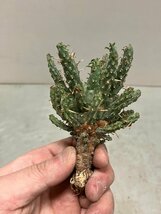 7058 「多肉植物」ユーフォルビア フスカ 抜き苗【3/9最新到着・塊根植物・Euphorbia fusca・蛮蛇頭】_画像10