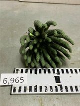 6965 「多肉植物」ユーフォルビア エスクレンタ 抜き苗【3/9最新到着・塊根植物・Euphorbia esculenta ・閻魔キリン】_画像7