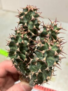 9255 「多肉植物」ユーフォルビア ノベリー 抜き苗【3/9最新到着・塊根植物・Euphorbia knobelii・閃光閣】