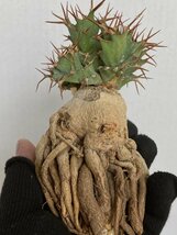 8946 「多肉植物」ユーフォルビア トルチラマ 抜き苗【3/9最新到着・塊根植物・Euphorbia tortirama】_画像3