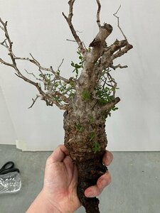 9363 「塊根植物」マダガスカル特急便 鮮度自信ありパキプス【到着後3日以内の返品OK・根切確認済・Operculicarya pachypus】