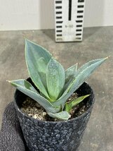 8392 「多肉植物】アガベ セルシー ブルーウェーブ【発根・子株・agave celsii blue wave】_画像3