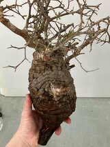 9359 「塊根植物」マダガスカル特急便 鮮度自信ありパキプス【到着後3日以内の返品OK・根切確認済・Operculicarya pachypus】_画像5