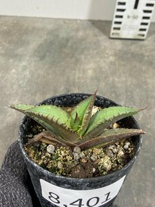 8401 「激レア高級品種】アガベ チタノタ 黒火 植え【発根・多肉植物・子株・Agave titanota Black Fire】