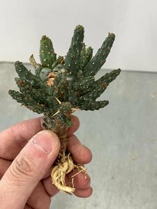 9317 「多肉植物」ユーフォルビア フスカ 抜き苗【3/9最新到着・塊根植物・Euphorbia fusca・蛮蛇頭】