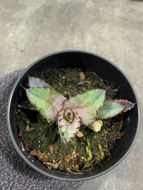 8573 「激レア高級品種】アガベ チタノタ 藍鯨 植え【発根・超厳選極上子株・Agave titanota】_画像7