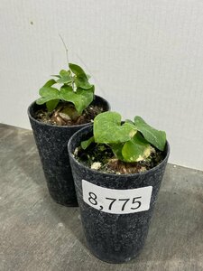 8775 「実生」ディオスコレア アフリカ亀甲竜 ２株セット【発根・Dioscorea elephantipes・美株】