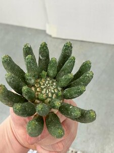 9329 「多肉植物」ユーフォルビア エスクレンタ 抜き苗【3/9最新到着・塊根植物・Euphorbia esculenta ・閻魔キリン】