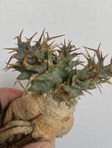 8940 「多肉植物」ユーフォルビア トルチラマ 抜き苗【3/9最新到着・塊根植物・Euphorbia tortirama】_画像8