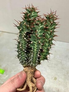 9257 「多肉植物」ユーフォルビア ノベリー 抜き苗【3/9最新到着・塊根植物・Euphorbia knobelii・閃光閣】