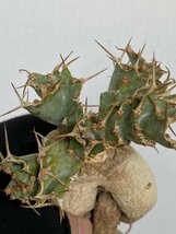 8938 「多肉植物」ユーフォルビア トルチラマ 抜き苗【3/9最新到着・塊根植物・Euphorbia tortirama】_画像8
