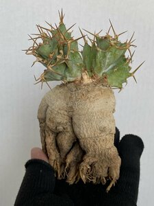 8938 「多肉植物」ユーフォルビア トルチラマ 抜き苗【3/9最新到着・塊根植物・Euphorbia tortirama】