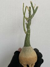 8990 「塊根植物」アデニア フルチコーサ 抜き苗【3/9最新到着・多肉植物・Adenia fruticosa・フルティコーサ】_画像2