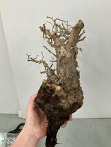 9354 「塊根植物」マダガスカル特急便 鮮度自信ありパキプス【到着後3日以内の返品OK・根切確認済・Operculicarya pachypus】_画像3