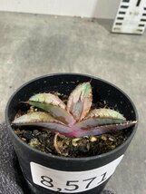 8571 「激レア高級品種】アガベ チタノタ 藍鯨 植え【発根・超厳選極上子株・Agave titanota】_画像7