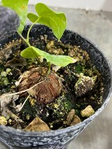 8766 「実生」ディオスコレア アフリカ亀甲竜 ２株セット【発根・Dioscorea elephantipes・美株】_画像5