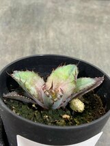 8573 「激レア高級品種】アガベ チタノタ 藍鯨 植え【発根・超厳選極上子株・Agave titanota】_画像1