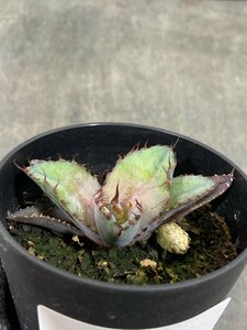 8573 「激レア高級品種】アガベ チタノタ 藍鯨 植え【発根・超厳選極上子株・Agave titanota】