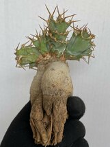 8938 「多肉植物」ユーフォルビア トルチラマ 抜き苗【3/9最新到着・塊根植物・Euphorbia tortirama】_画像4