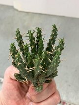 9312 「多肉植物」ユーフォルビア フスカ 抜き苗【3/9最新到着・塊根植物・Euphorbia fusca・蛮蛇頭】_画像2