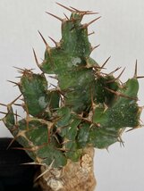 8965 「多肉植物」ユーフォルビア ウムフォロジエンシス 抜き苗【3/9最新到着・塊根植物・Euphorbia umfoloziensis】_画像9