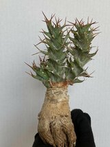 8937 「多肉植物」ユーフォルビア トルチラマ 抜き苗【3/9最新到着・塊根植物・Euphorbia tortirama】_画像1