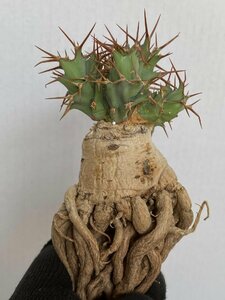 8946 「多肉植物」ユーフォルビア トルチラマ 抜き苗【3/9最新到着・塊根植物・Euphorbia tortirama】