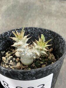 8803 「実生」パキポディウム グラキリスSP【種から発芽・発根・マダガスカル現地種・Pachypodium gracilius】