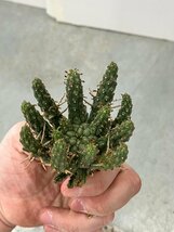 9327 「多肉植物」ユーフォルビア フスカ 抜き苗【3/9最新到着・塊根植物・Euphorbia fusca・蛮蛇頭】_画像10