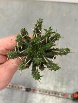 9312 「多肉植物」ユーフォルビア フスカ 抜き苗【3/9最新到着・塊根植物・Euphorbia fusca・蛮蛇頭】_画像9