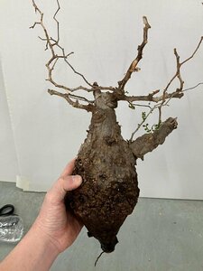 9362 「塊根植物」マダガスカル特急便 鮮度自信ありパキプス【到着後3日以内の返品OK・根切確認済・Operculicarya pachypus】