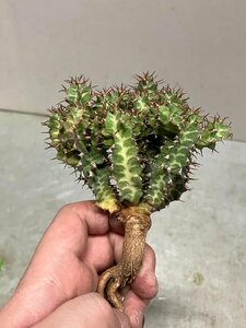 9253 「多肉植物」ユーフォルビア ノベリー 抜き苗【3/9最新到着・塊根植物・Euphorbia knobelii・閃光閣】