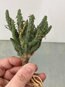 9320 「多肉植物」ユーフォルビア フスカ 抜き苗【3/9最新到着・塊根植物・Euphorbia fusca・蛮蛇頭】