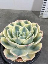 8459 「多肉植物」エケベリア ルノーディーン　植え【発根・美株・ Echeveria 'Lenore Dean'】_画像2