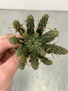 9327 「多肉植物」ユーフォルビア フスカ 抜き苗【3/9最新到着・塊根植物・Euphorbia fusca・蛮蛇頭】