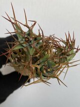 8942 「多肉植物」ユーフォルビア トルチラマ 抜き苗【3/9最新到着・塊根植物・Euphorbia tortirama】_画像5