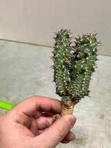 9255 「多肉植物」ユーフォルビア ノベリー 抜き苗【3/9最新到着・塊根植物・Euphorbia knobelii・閃光閣】_画像2