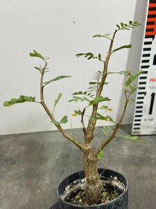 8525 「実生」センナ　メリディオナリス大　【種から発芽！・発根・Senna meridionalis・塊根植物・】