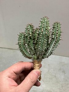 9258 「多肉植物」ユーフォルビア ノベリー 抜き苗【3/9最新到着・塊根植物・Euphorbia knobelii・閃光閣】