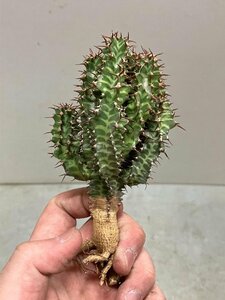 9261 「多肉植物」ユーフォルビア ノベリー 抜き苗【3/9最新到着・塊根植物・Euphorbia knobelii・閃光閣】