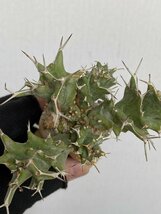 8945 「多肉植物」ユーフォルビア トルチラマ 抜き苗【3/9最新到着・塊根植物・Euphorbia tortirama】_画像5