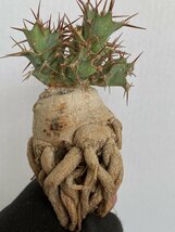 8946 「多肉植物」ユーフォルビア トルチラマ 抜き苗【3/9最新到着・塊根植物・Euphorbia tortirama】_画像2