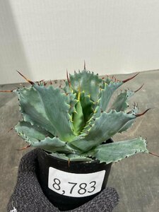 8783 「多肉植物」アガベ ポタトラム “スポーン” 植え【発根・リュウゼツラン・ Agave potatorum “spawn”】