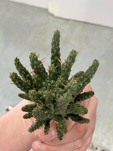 9309 「多肉植物」ユーフォルビア フスカ 抜き苗【3/9最新到着・塊根植物・Euphorbia fusca・蛮蛇頭】