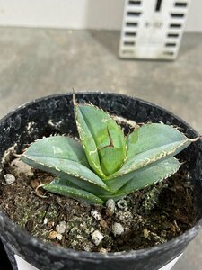 8397 「多肉植物】アガベ　ホワイトアイス【発根・子株・agave white ice】