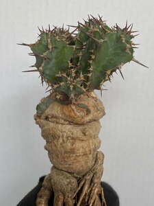 9006 「多肉植物」ユーフォルビア ペラングスタ 抜き苗【3/9最新到着・塊根植物・Euphorbia perangusta】